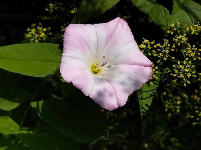 Вьюнок конвольвулюс блу