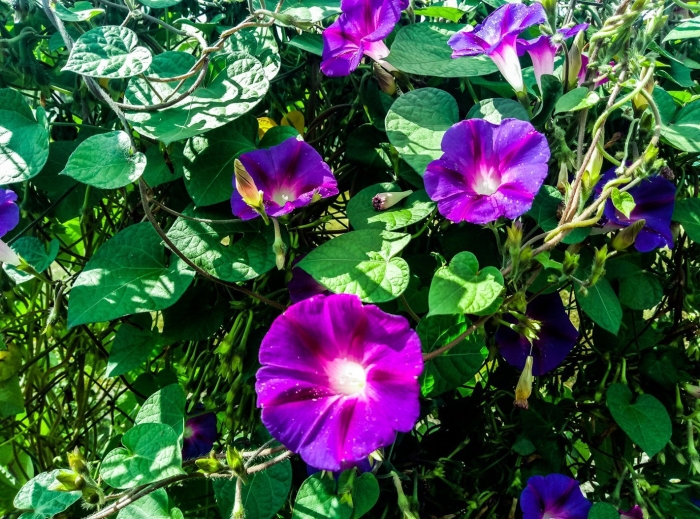 Вьюнок садовый многолетний