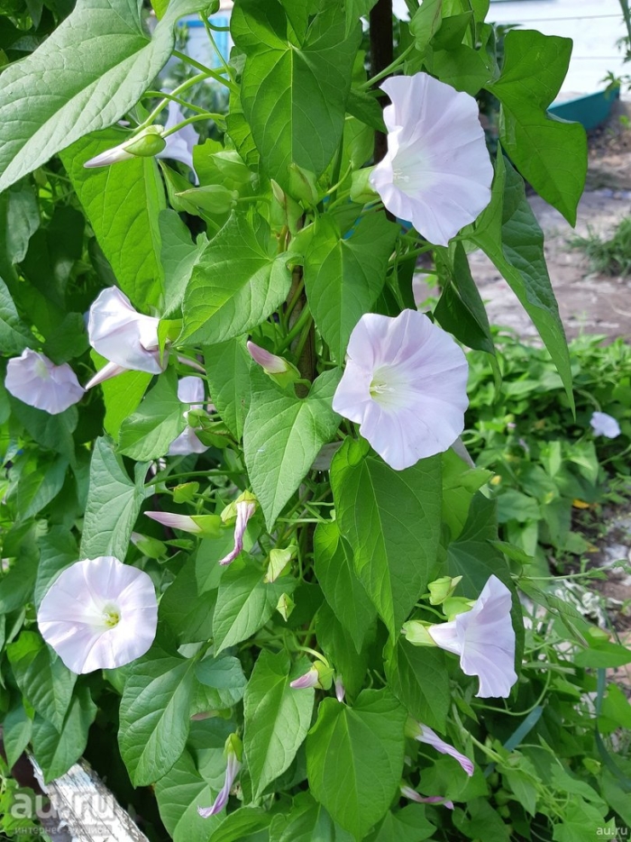 Вьюнок полевой березка