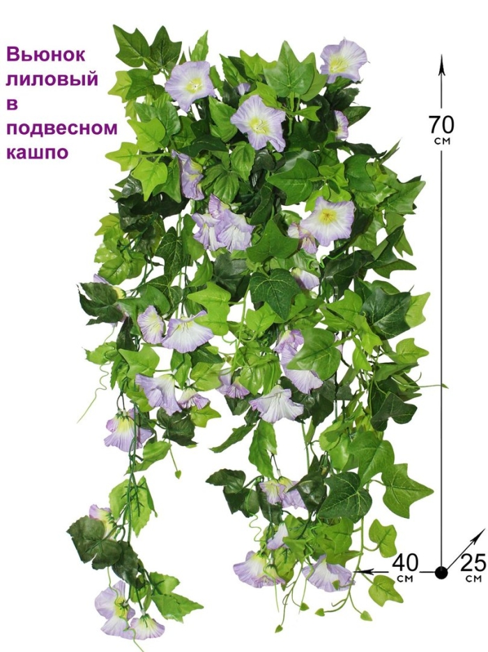 Вьюнок белый