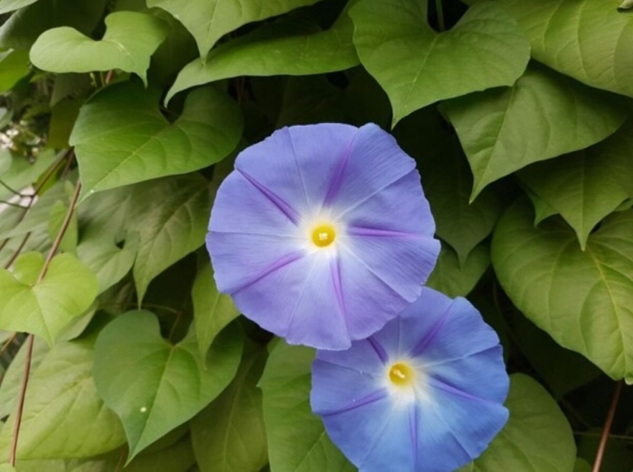 Ipomoea tricolor heavenly blue