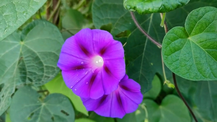 Ипомея пикоти синяя