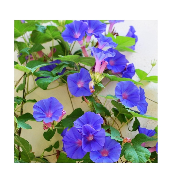 Ипомея утренняя слава