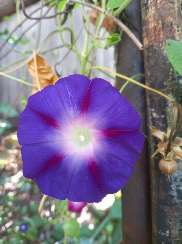 Ипомея пурпурная звездный