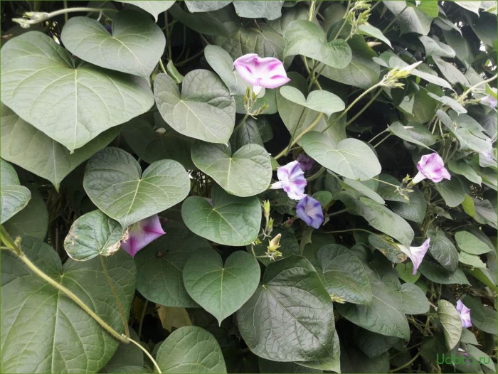 Садовая лиана ипомея