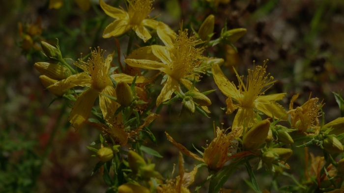 Зверобой (hypéricum perforátum)