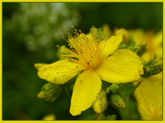 Зверобой монбре