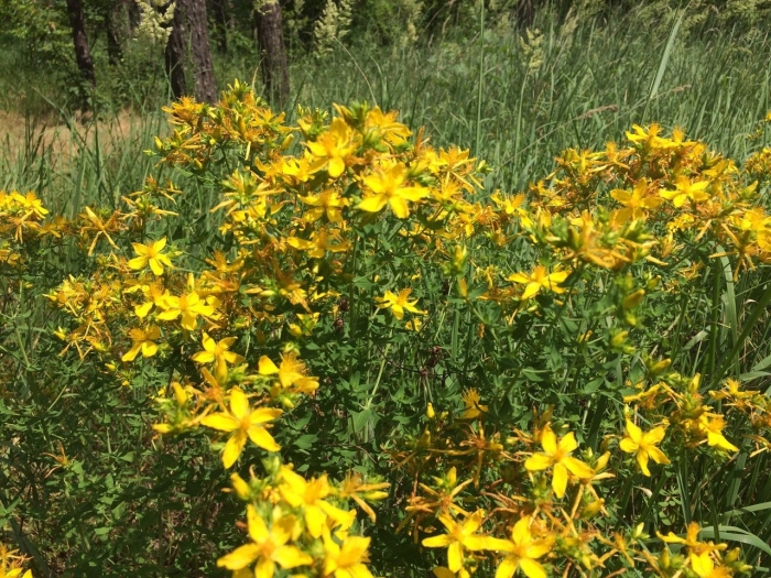 Зверобой растение