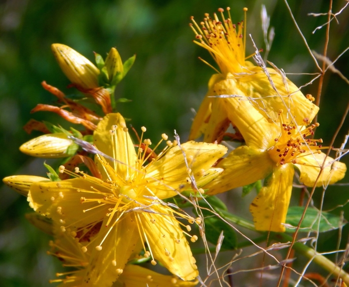Зверобой продырявленный ягоды