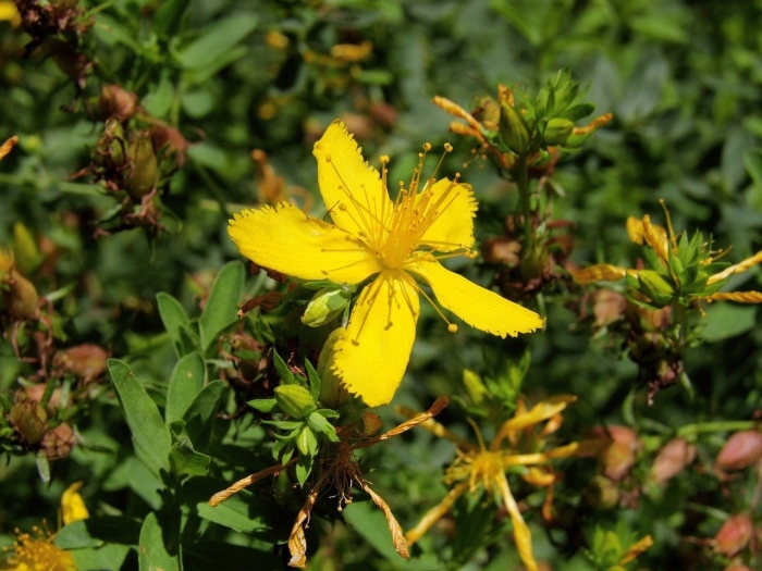 Hypericum perforatum