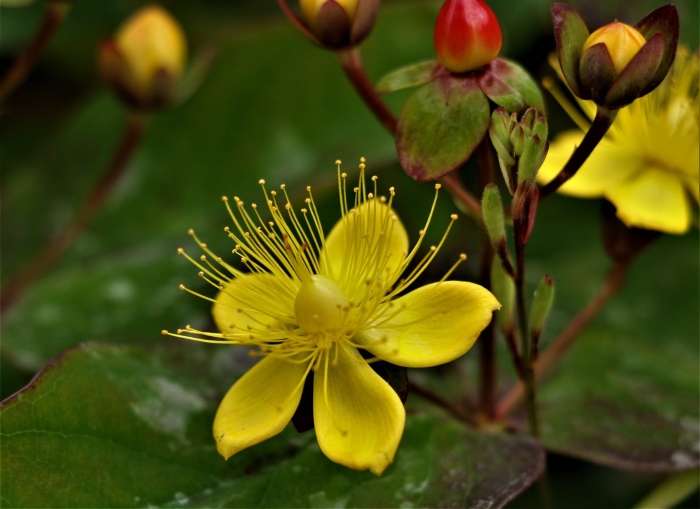 Hypericum moserianum