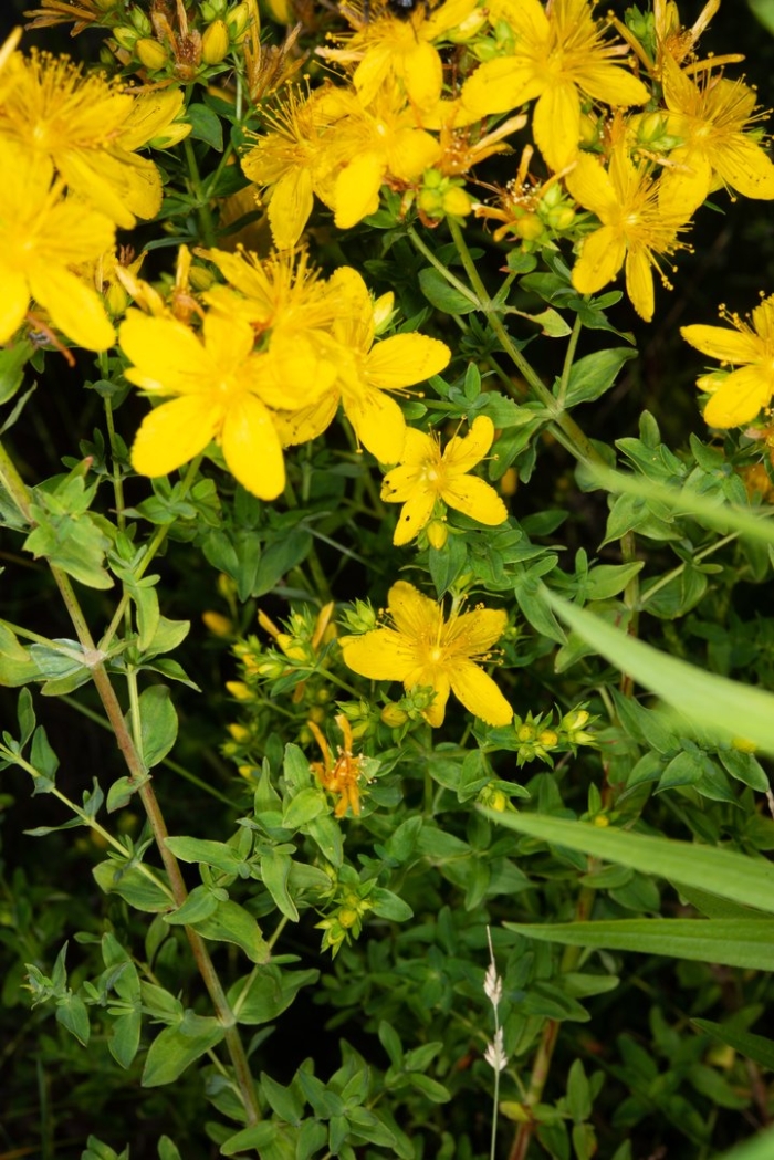 Зверобой продырявленный (обыкновенный)