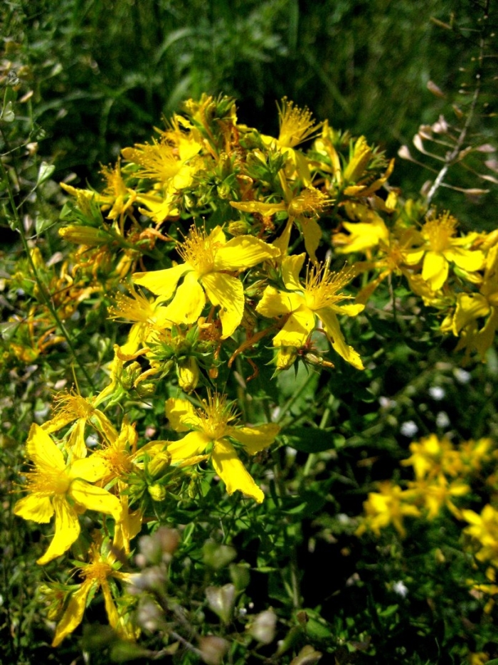 Трава зверобоя продырявленного