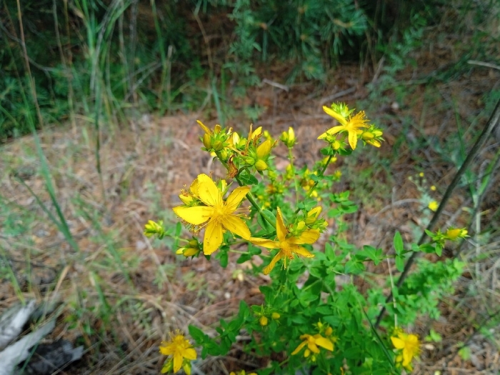 Hypericum inodorum
