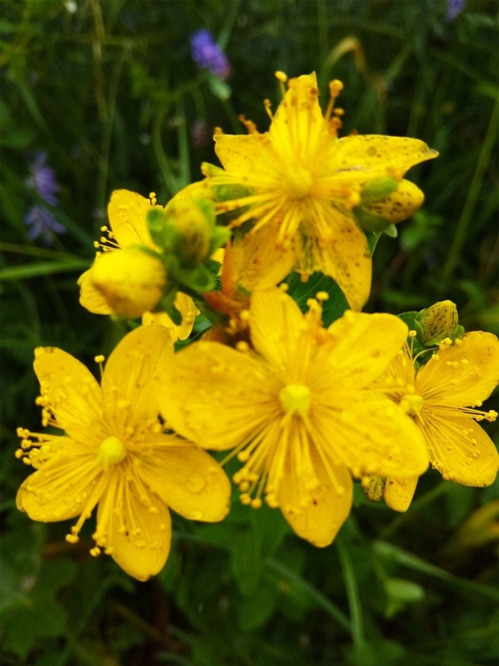 Зверобой продырявленный растение