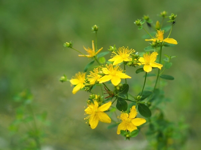 Зверобой продырявленный hypericum perforatum l.