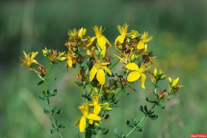 Зверобой продырявленный солнечный