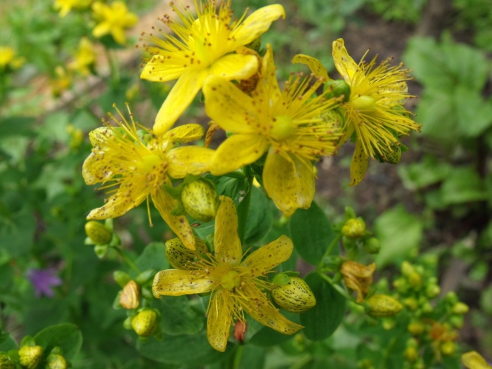 Цветок зверобой