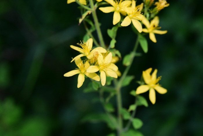 Hypericum perforatum