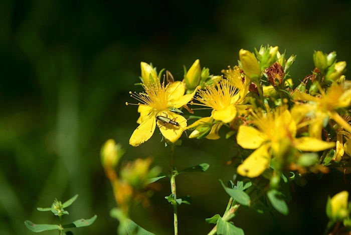 Зверобой продырявленный hypericum perforatum l.