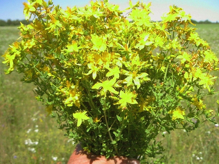 Зверобой продырявленный лекарственные растения