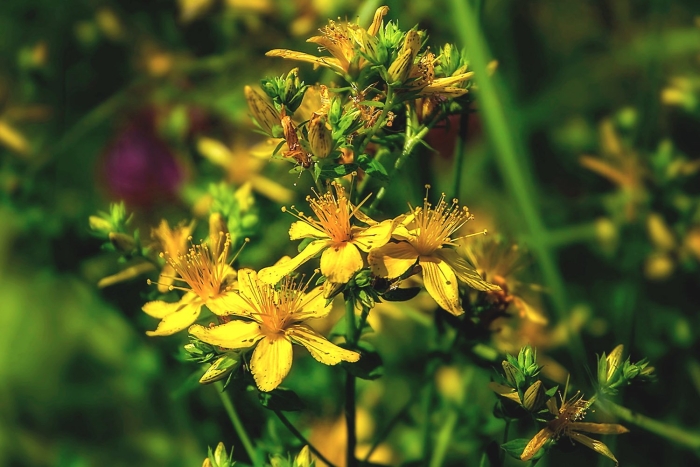 Зверобой полевой