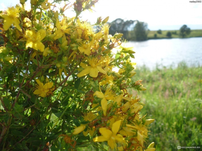 Зверобой продырявленный (обыкновенный)