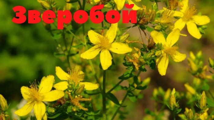 Зверобой обыкновенный