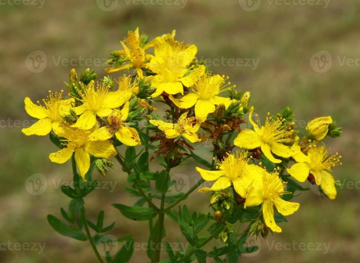 Зверобой трава