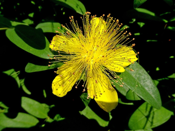 Зверобой продырявленный листья
