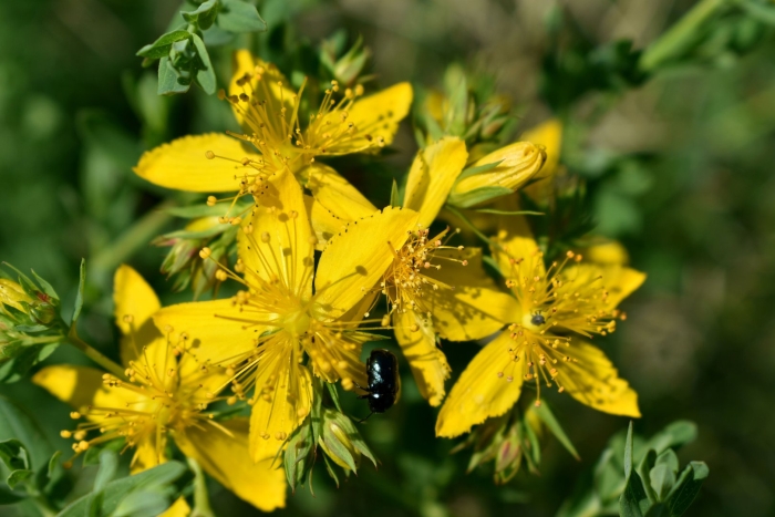 Трава зверобоя продырявленного