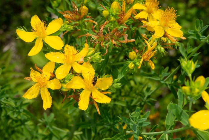 Зверобой лекарственный