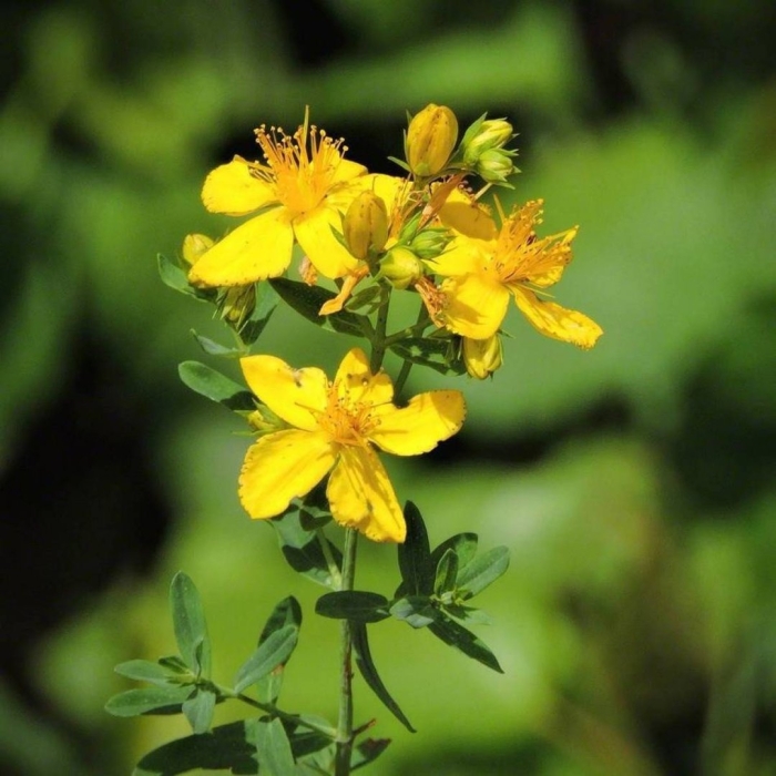 Зверобой продырявленный (обыкновенный)