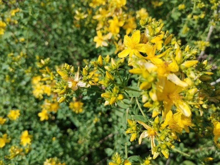 Зверобой жестковолосый