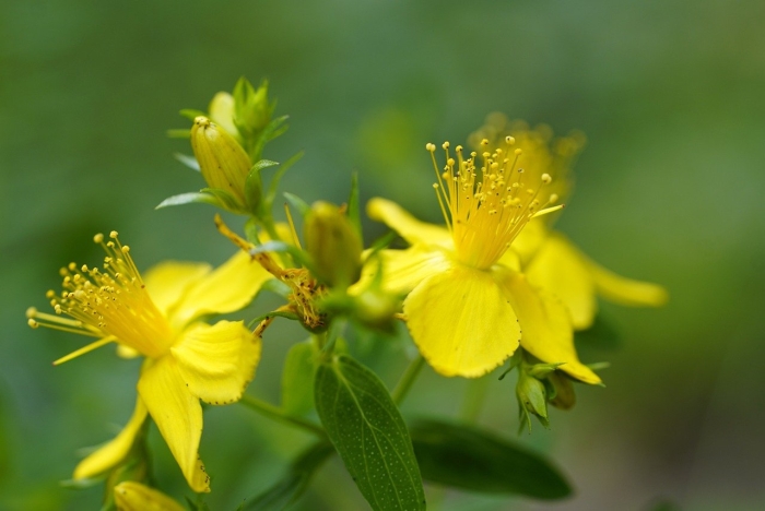 Зверобой гиперикум