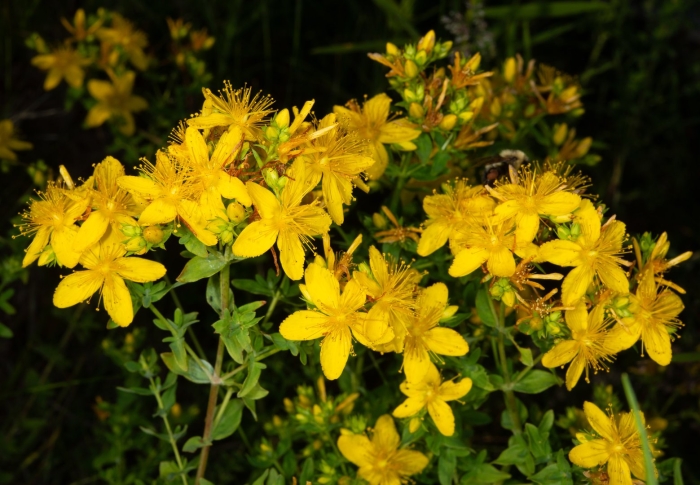 Зверобой (hypericum perforatum)