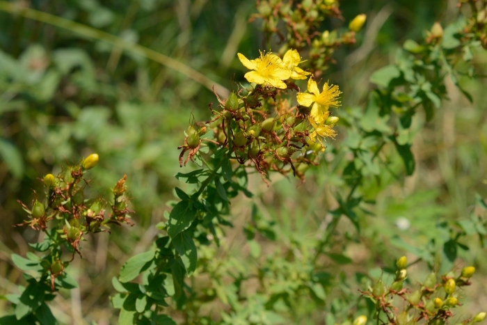 Зверобойные представители