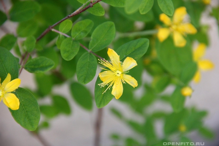 Зверобой чашечковидный
