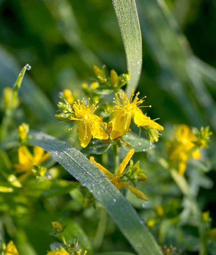Зверобой продырявленный