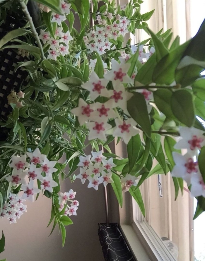 Цветок хойя белла