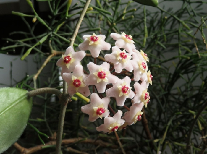 Хойя карноза восковой плющ