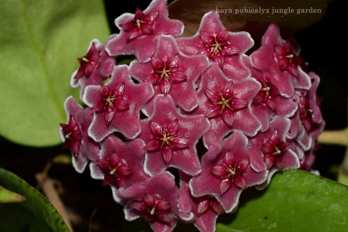 Хойя пубикаликс