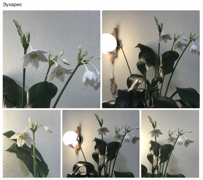 Амазонская лилия эухарис