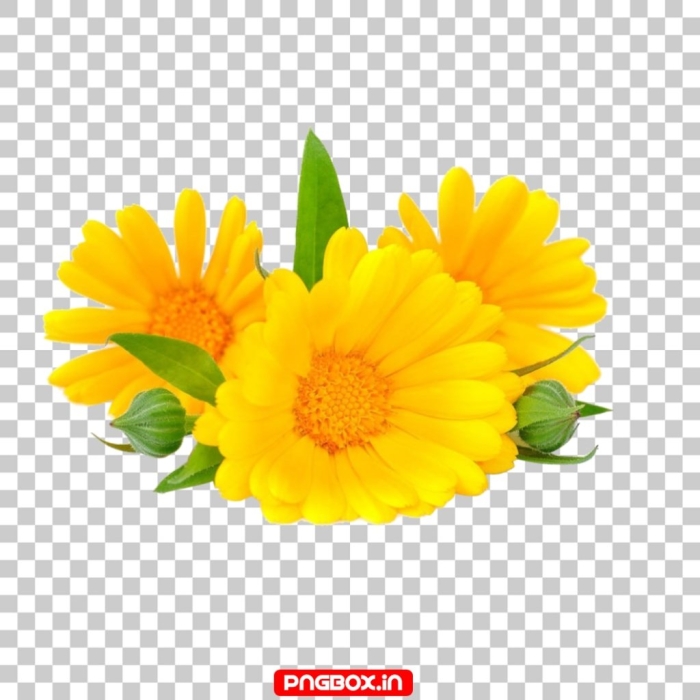 Календула на белом фоне