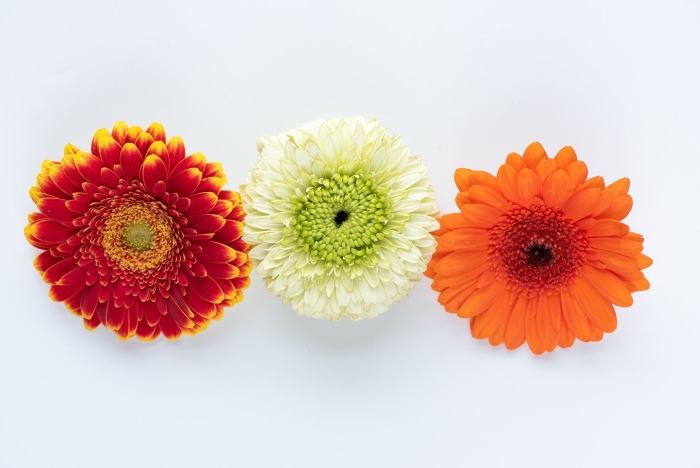 Гербера цветок