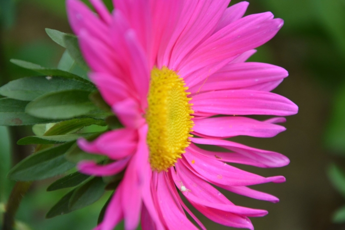 Цветок маргаритки