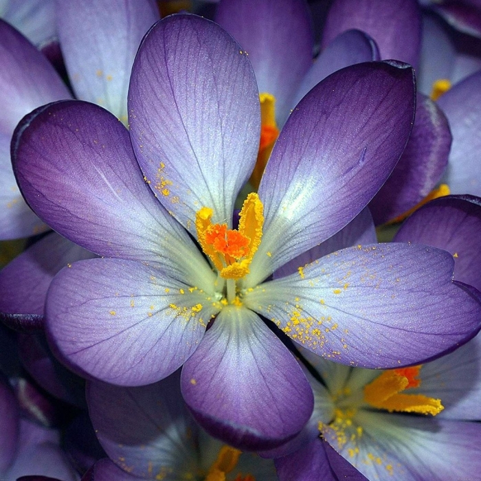 Фиолетовые цветки