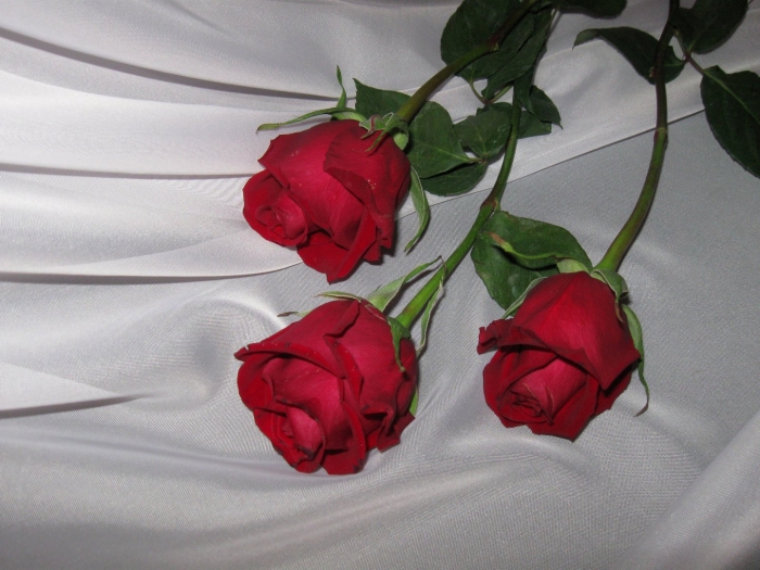 Роза красная