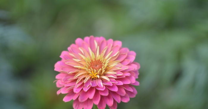 Цинния гиганты бенари парпл