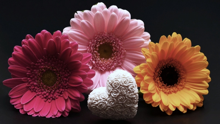 Гербера цветок